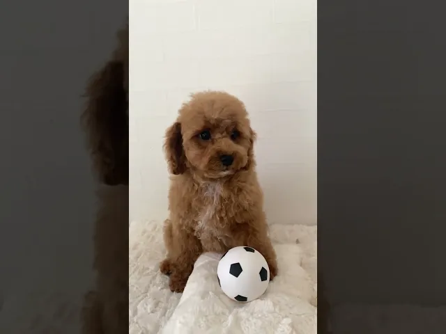 動画