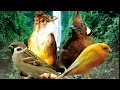 Download Lagu paling dicari!!! masteran cililin kenari gereja dan jenggot dengan jeda gemercik air