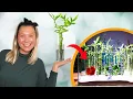 Download Lagu Building a HUGE Lucky Bamboo Betta Aquarium