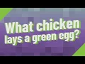 What chicken lays a green egg