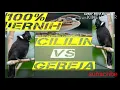 Download Lagu suara burung gereja vs cililin mantul 100%jernih