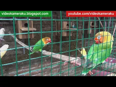 Download MP3 Rekaman Live Suara Lovebird 1 Jam - High Quality Audio V6