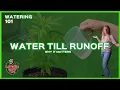 Water Till Runoff The Key to Healthy Cannabis Plants
