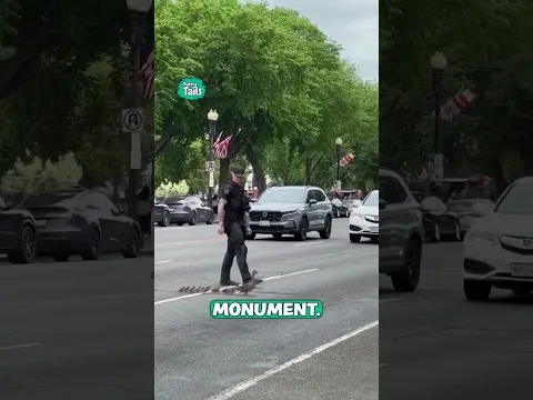 I'm so grateful for this hero stopping traffic for this 😅🐣 #ducks #caughtoncamera #cuteanimals