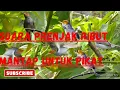 Download Lagu PRENJAK RIBUT UNTUK PIKAT ! ! Mantap ! ! #suaraburung #pikatampuh #prenjaktarung #prenjak