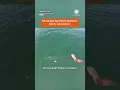 Parasailers Spot Shark Moments Before Splas own