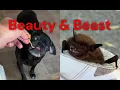 Download Lagu Beauty and Beast   -   Dog and a Bat  @johnauvin