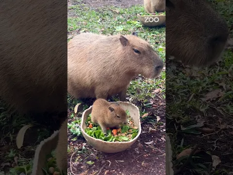Baby Animals at the Zoo π #SanAntonioZoo