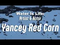 Water Is Life Yancey Red Corn