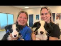 Healing begins for animals rescued in Martin County hoarding cases