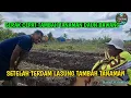 Download Lagu IMPOSSIBLE TO BELIEVE!! THIS PERSON HAS PLANT Scallions AGAIN, MR. ADI