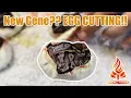 First egg cutting Of The Season New Gene