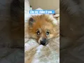 Download Lagu Hi🥺You think I’m cute??💔 #puppy #beach #cute