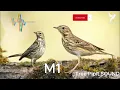 Download Lagu افضل صوت مويت , مويت الشجر - Tree Pipit - SOUND THE BEST