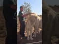 Download Lagu Man Feeds Eggs to WHITE LIONS #fun #cat #wildlife