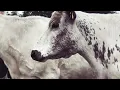 The New Eves - Cow Song
