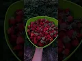 Download Lagu Strawberries 🍓 #music #song #funny #tomishow #rock #love