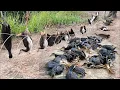 Download Lagu Unbelievable Waterhen Hunt – You Won’t Believe How Many! #BirdWorldOfficial