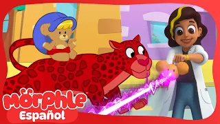 Todos se transforman en Osos de peluche 🧸 Caricaturas para Niños | Morphle en Español
