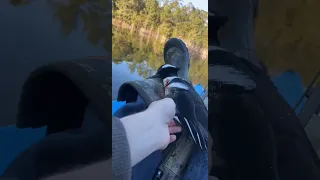 Drake hooded merganser