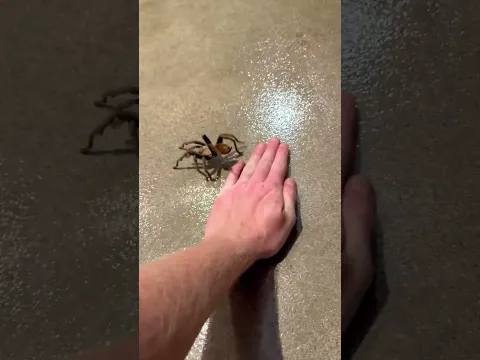 Tarantula in my house! Seriously? Yep, that is me. It’s real. Crazy…Must be Halloween time. 🎃