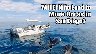 Will El Niño Lead to More Orcas in San Diego?