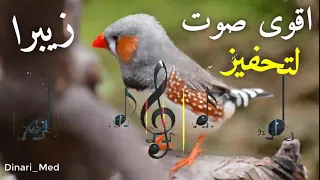 صوت عصفور الزيبرا لتهيج الذكر على الانثى دندنها