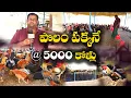 Download Lagu షెడ్డుకి వెయ్యి కోళ్లు | పొలం పక్కనే 5 షెడ్లు | Naatu Kolla Pempakam | Venkata Subbareddy