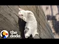 Lagu Couple Rescues Stray Cat On Their Vacation | The Dodo