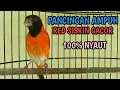 RED SISKIN GACOR SUARA AMPUH UNTUK MASTERAN