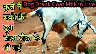 Dog Drank Goat Milk By Chasing द ड द ड क बक र क द ध क त त प गई 