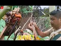 Download Lagu Tricks For Finding Bee 🐝Hive .. #Hornet Bee #Larvae