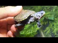 STOP AGGRESSION in Turtles With THIS TRICK