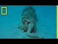 Sea Cucumber Poop Is Surprisingly Good For the Ecosystem National Geographic