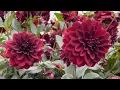Download Lagu Dahlia 'Arabian Night' - FarmerGracy.co.uk