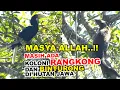 Lagu BERTEMU LANGSUNG KOLONI BURUNG JULANG EMAS \u0026 BINTURONG ASLI PULAU JAWA YANG LANGKA DI TENGAH HUTAN