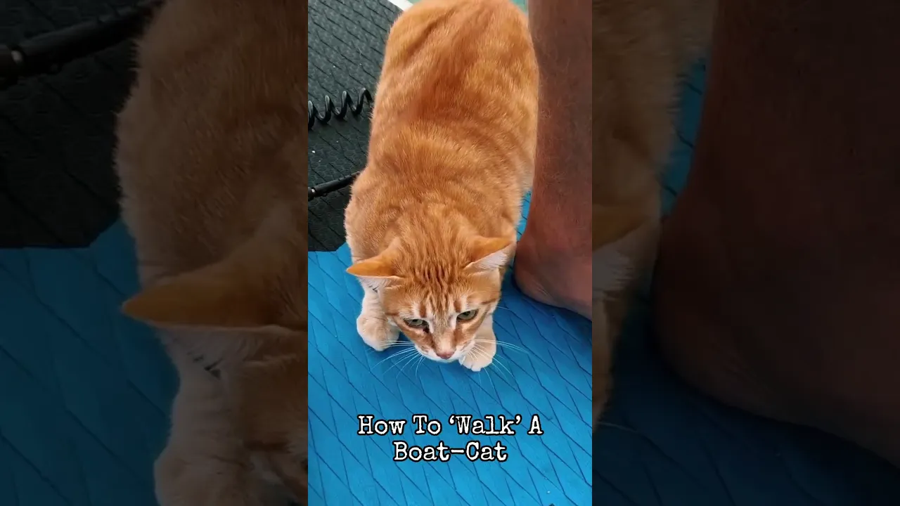 ‘Walking’ The Boat Cat Be Like….⛵️🐈 🐐 #sailing #cats #sailinglife