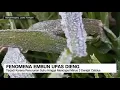 Download Lagu Fenomena Embun Upas Dieng