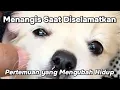 Lagu Anjing kecil Ditemukan di Selokan, Lihat Apa yang Terjadi Selanjutnya! Kisah Nyata Inspiratif