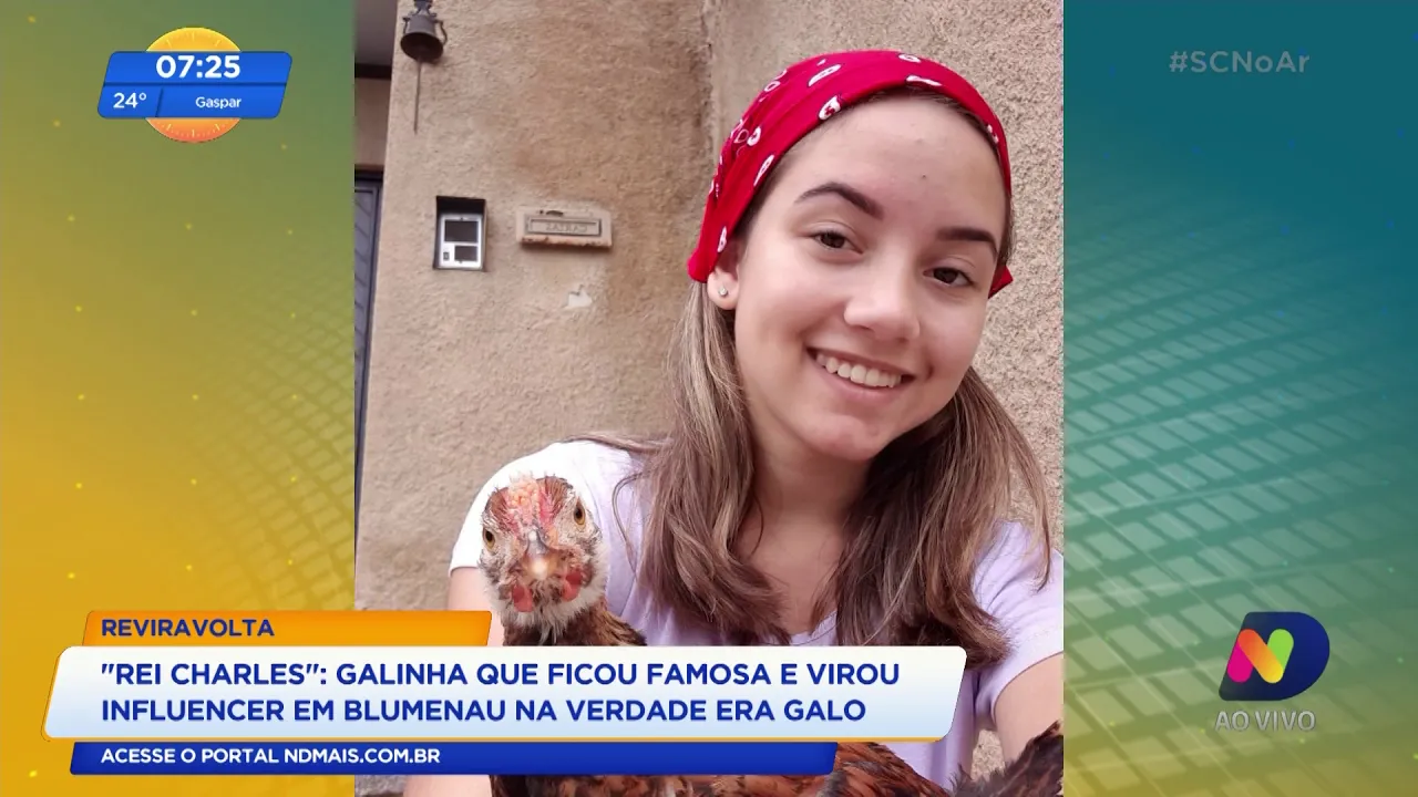 Saiba qual foi a grande revelação da galinha influencer de Blumenau