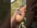 Rough Stink Bug Handling