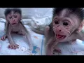 Download Lagu The sound of a newborn baby monkey is very small and melodious