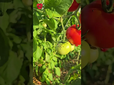 Kako da paradajz daje plodove i tokom septembra?  #tomato #garden #gardening