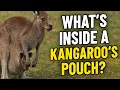 What s Inside a Kangaroo s Pouch What You Need to Know