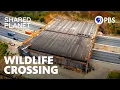 What Was a Mountain Lion Doing in Hollywood Shared Planet