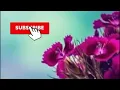 hala al turk kadhab song in football ground against qatar team