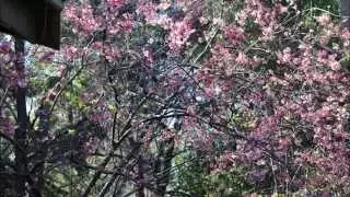 My Eden film thumbnail