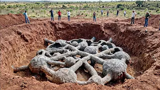 They Poured Cement into an Ant Colony and Discovered a Whole City