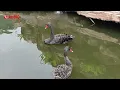 Download Lagu Angsa Hitam - Black swan