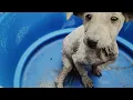 Homeless (Theme Song of Documentary "Paws Land") - Cath Wong